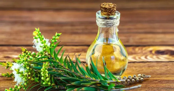 Huile Essentielle d’Arbre à Thé Fréquentielle – Purifiante, protectrice, clarifiante